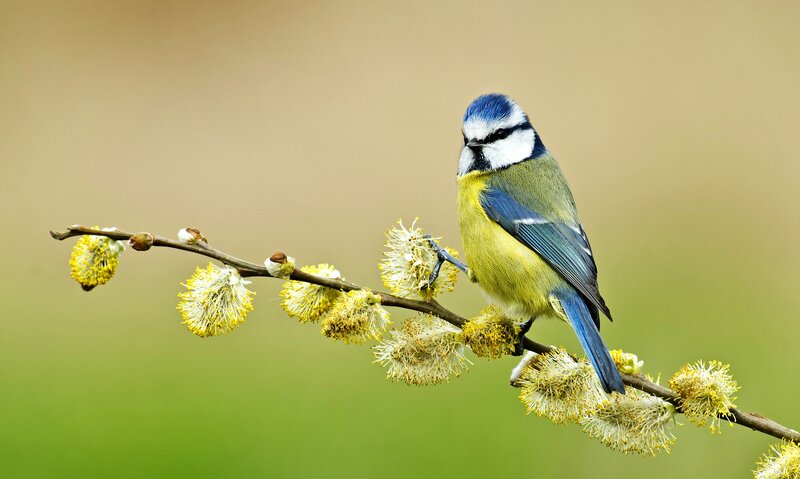 Blue Tit Bird on Branch — Yellow, Serene