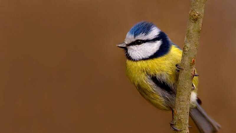 Blue Tit Bird on Branch — Yellow