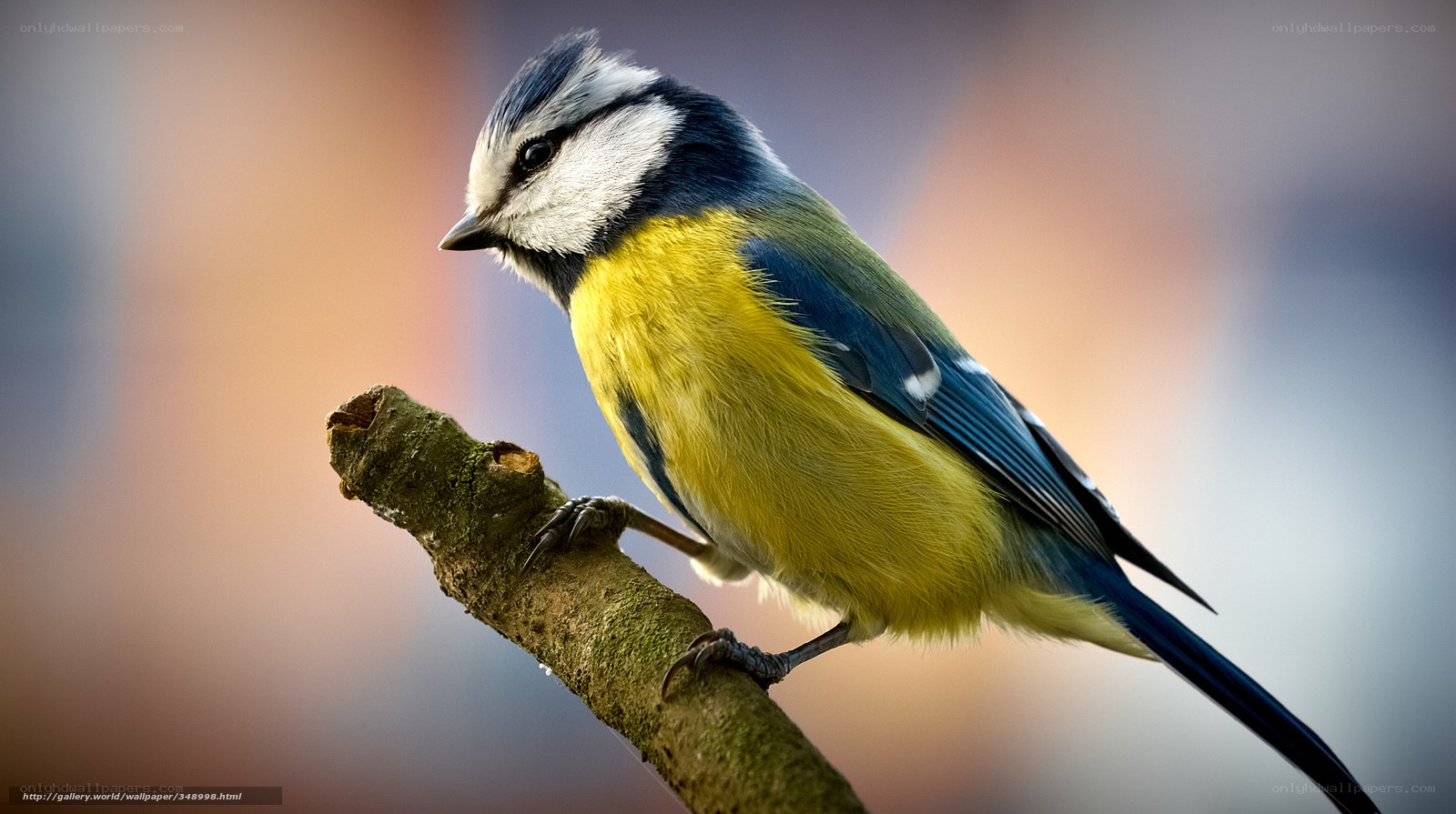blue tit bird on branch