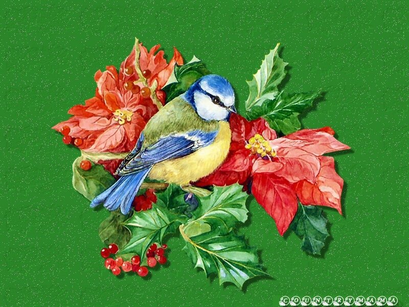Blue Tit Bird on Flowers