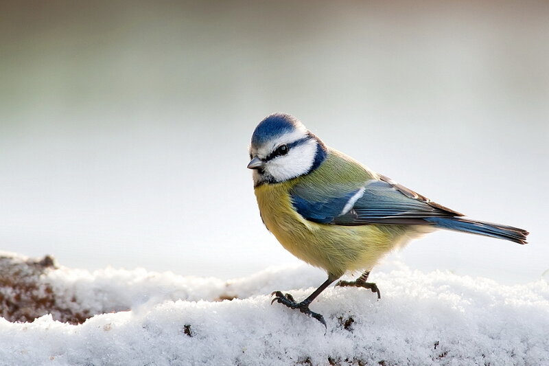 Blue Tit Bird on Snow