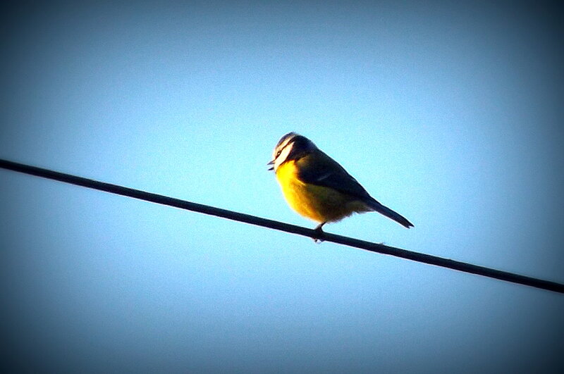 Blue Tit Bird on Wire