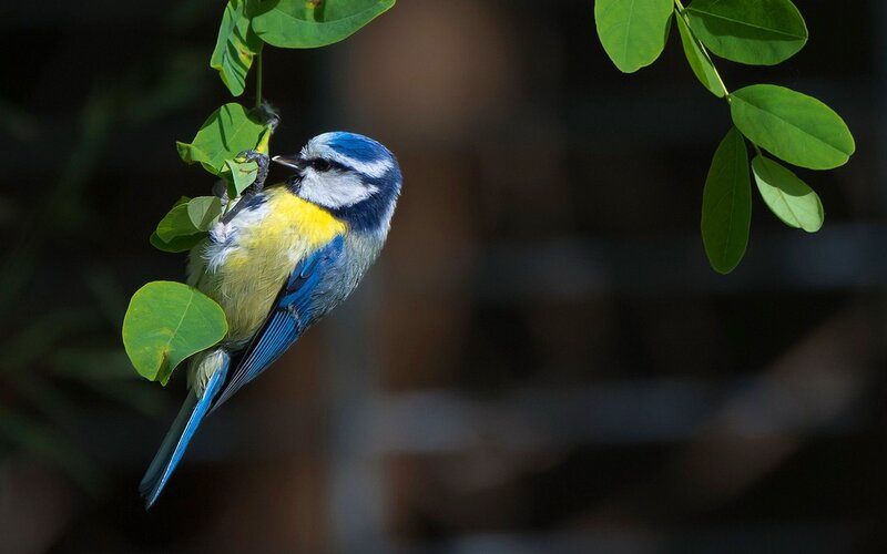 Blue Tit Bird — Serene, Morning