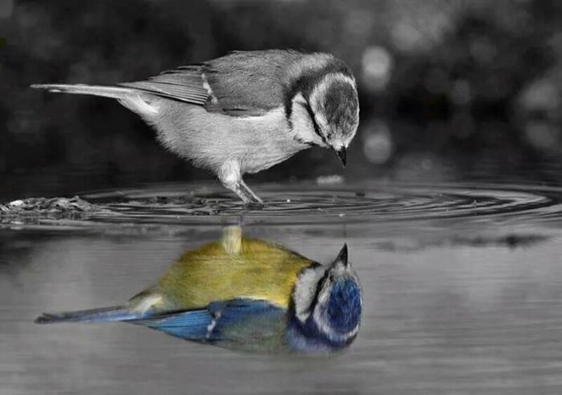 Blue Tit Bird — Serene