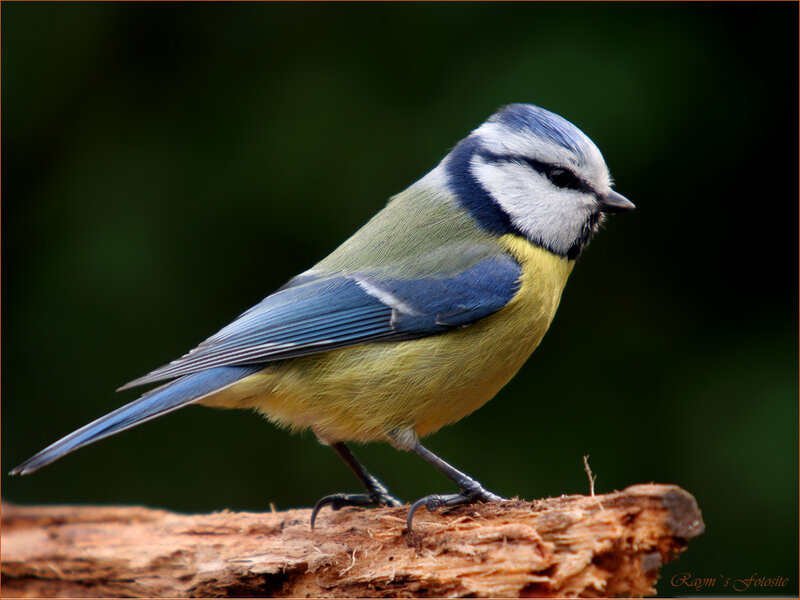 Blue Tit Bird
