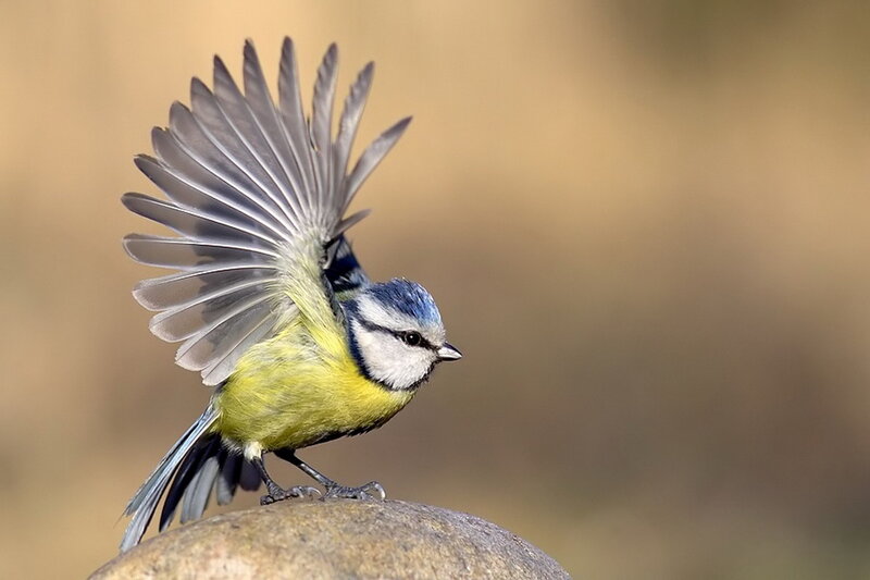 Blue Tit Bird — Yellow, Calm, Afternoon