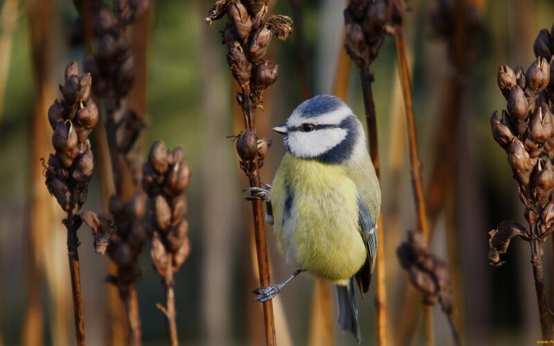 Blue Tit Bird — Yellow, Calm, Autumn