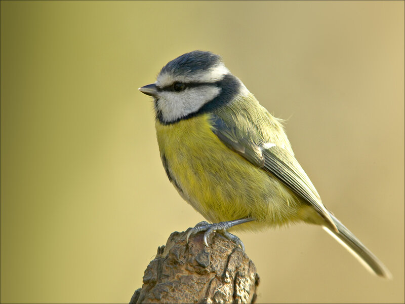Blue Tit Bird — Yellow, Calm, Morning