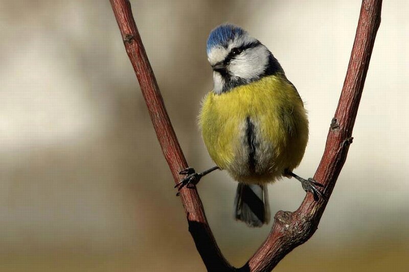 Blue Tit Bird — Yellow, Calm, Photograph, Branch, Brown