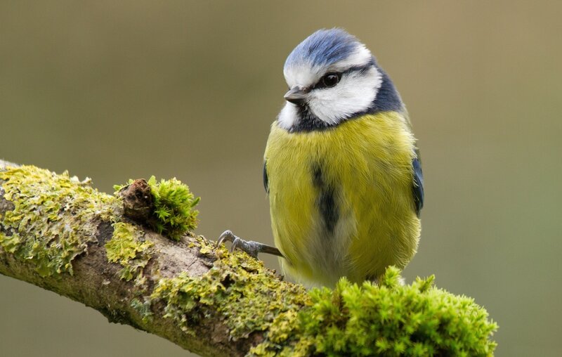 Blue Tit Bird — Yellow, Calm, Photograph