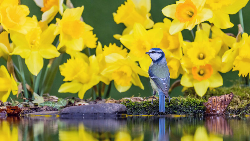 Blue Tit Bird — Yellow, Serene