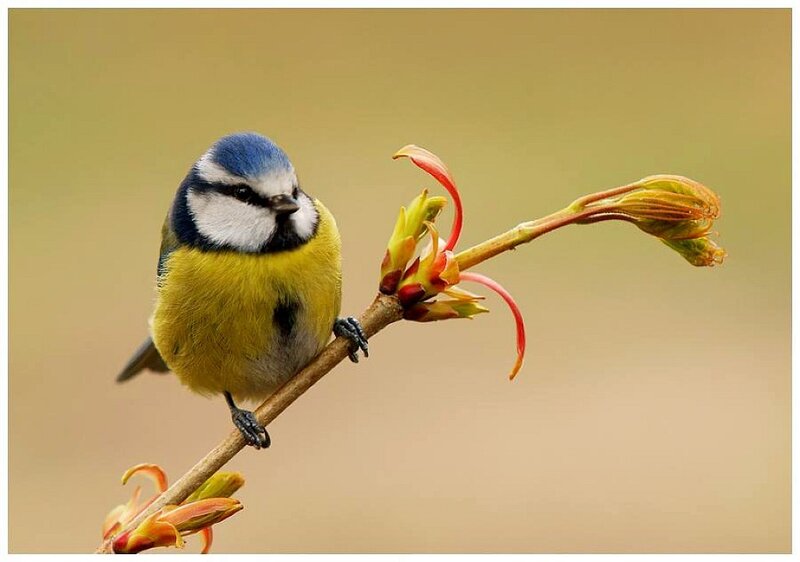Blue Tit Bird — Yellow