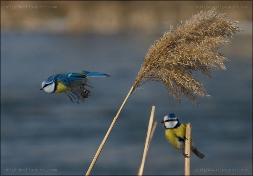 Blue tit birds in flight