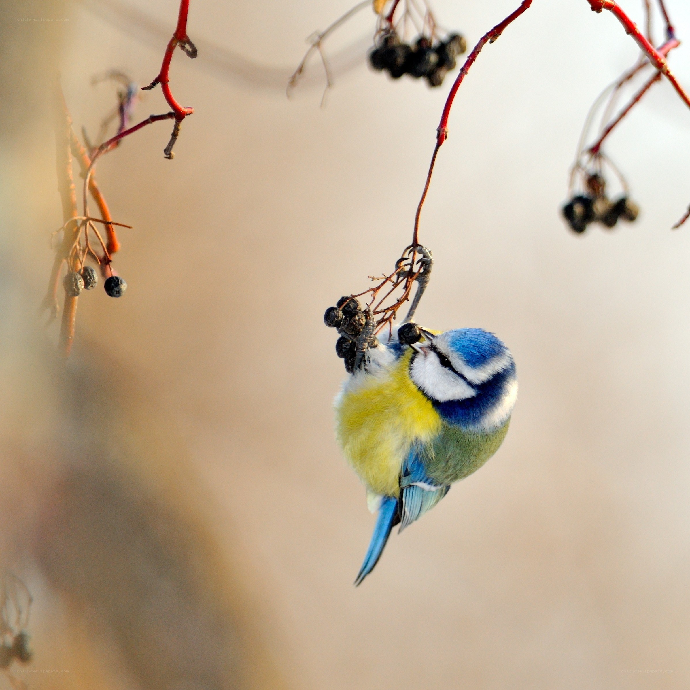 Blue tit eating berries
