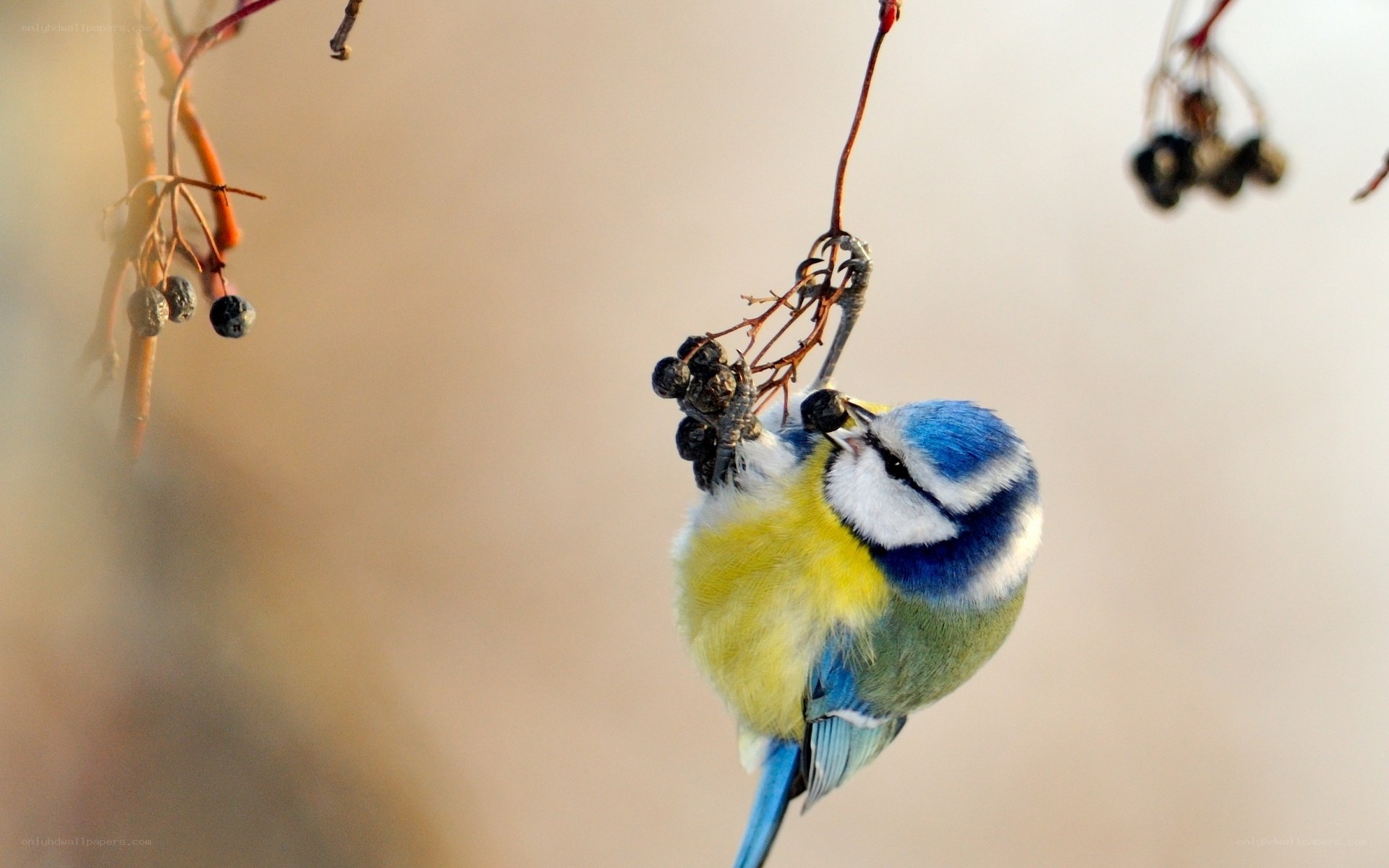 Blue tit eating berries