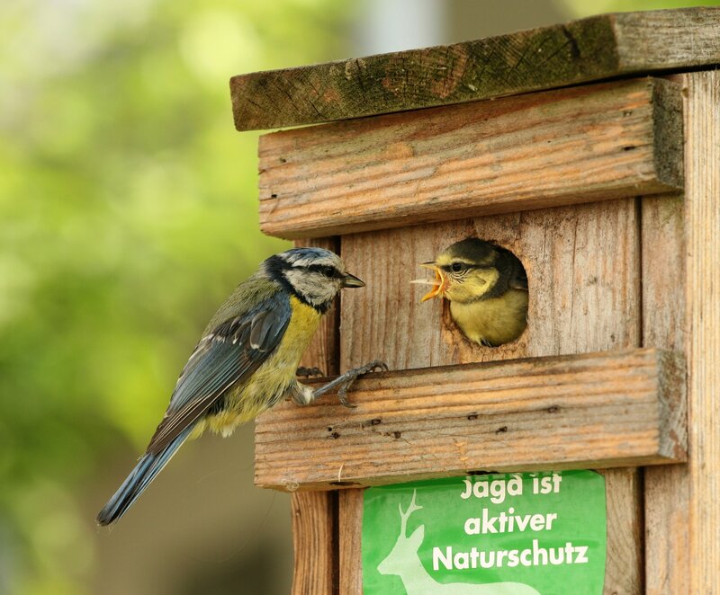 Blue tit feeding chick