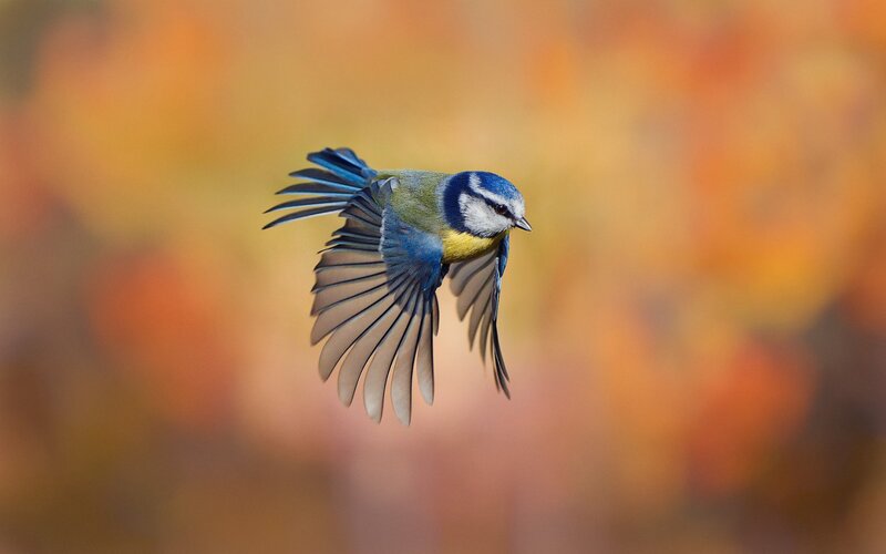 Blue Tit in Flight — Dynamic, Autumn