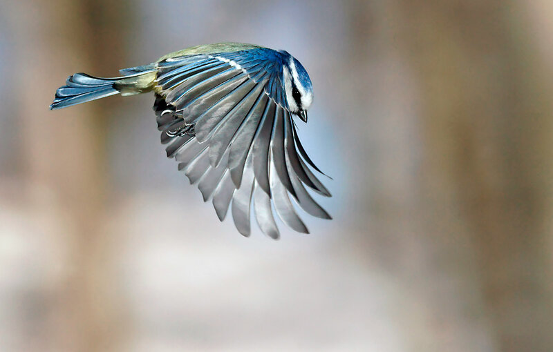 Blue Tit in Flight — Dynamic