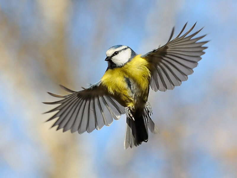Blue Tit in Flight