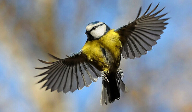 Blue Tit in Flight — Yellow