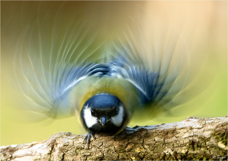 blue tit in motion