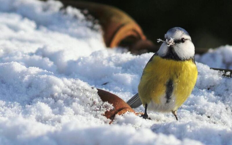 Blue Tit in Snow