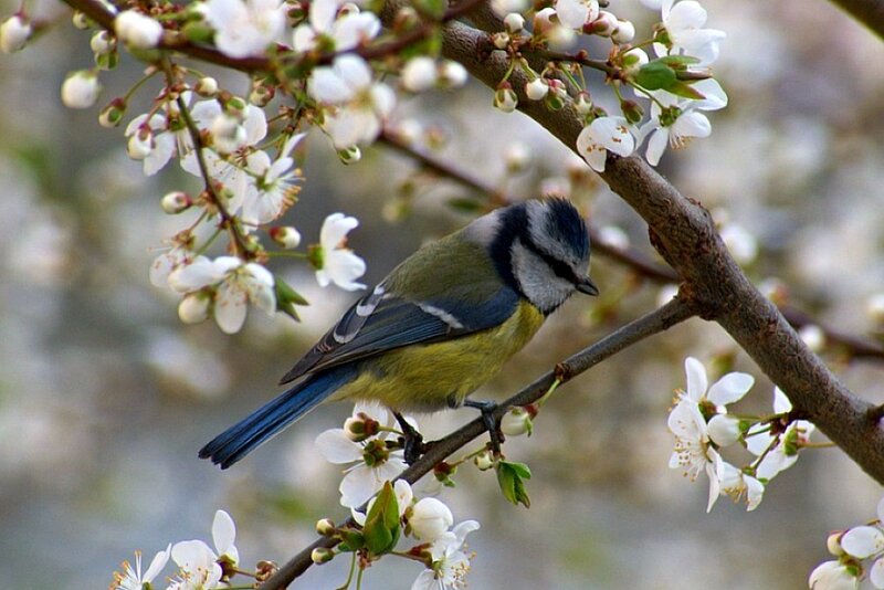 Blue tit on a blossoming branch