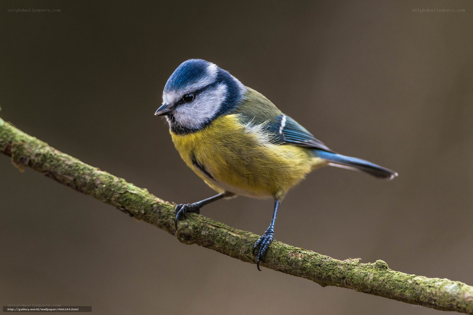 blue tit on a branch