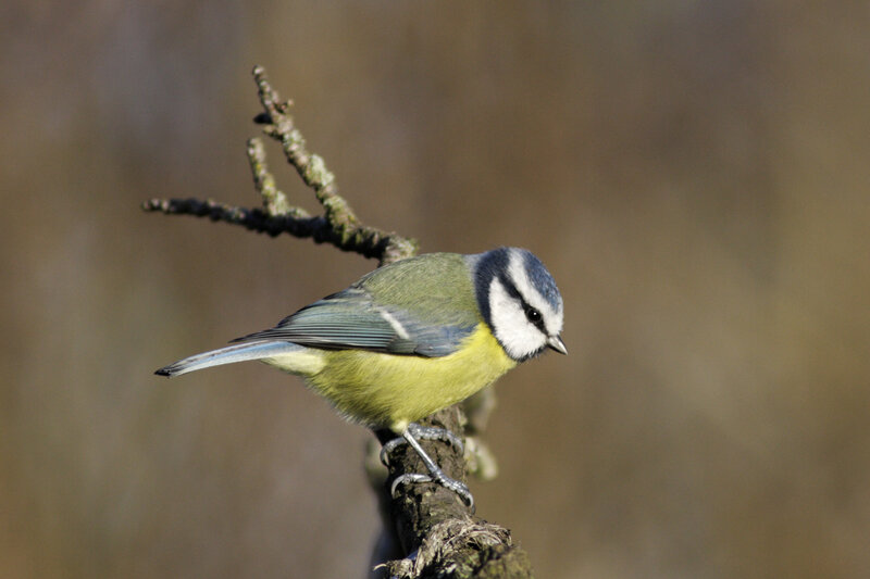 blue tit on a branch