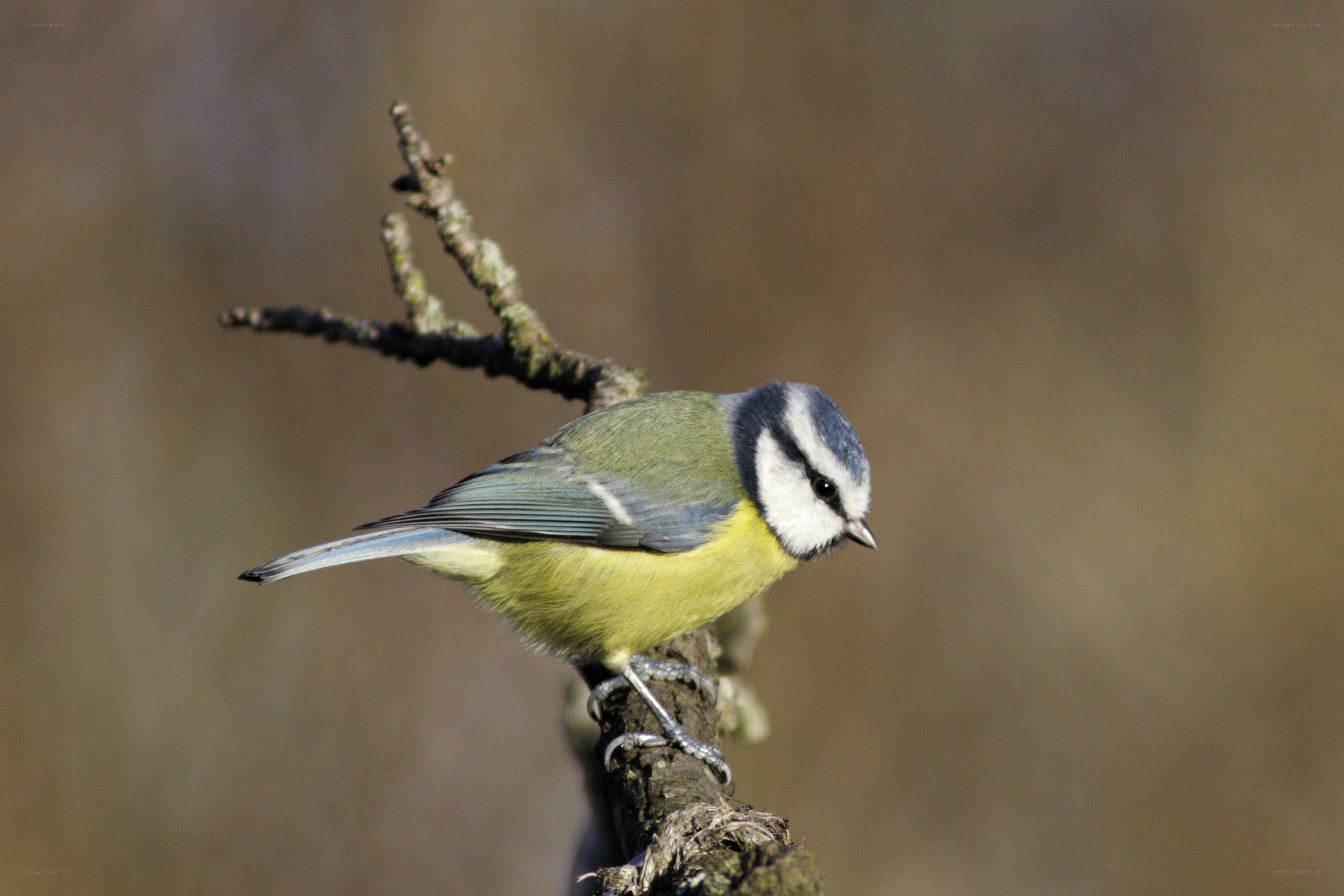 blue tit on a branch