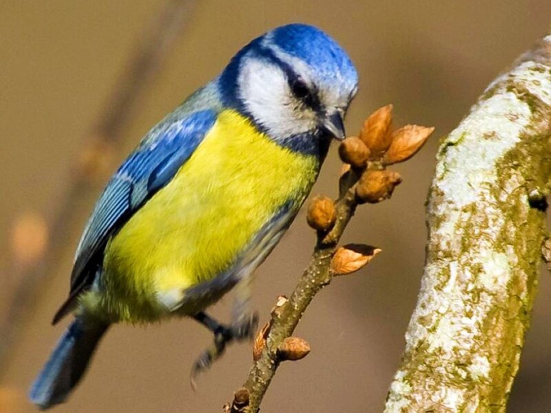 blue tit on a branch
