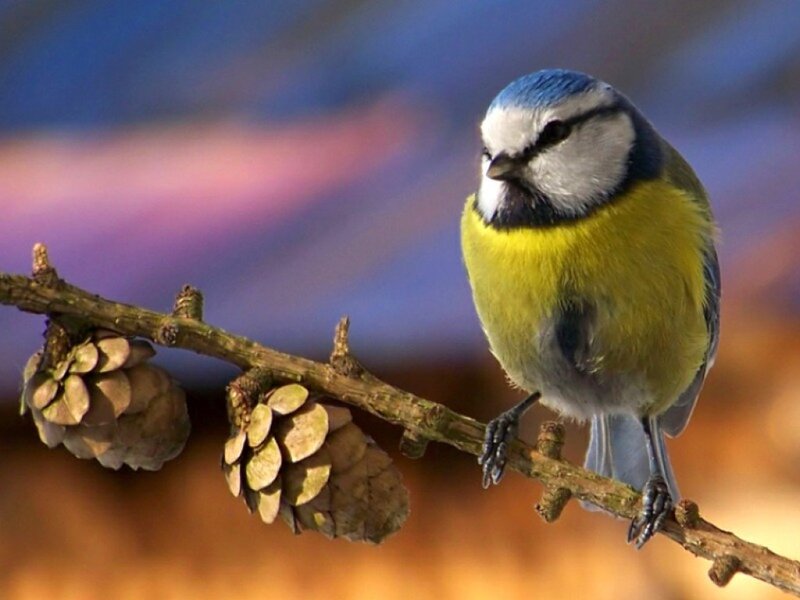 blue tit on a branch