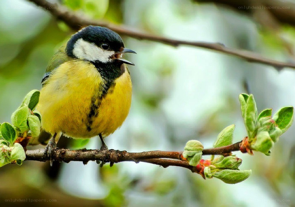 blue tit on a branch