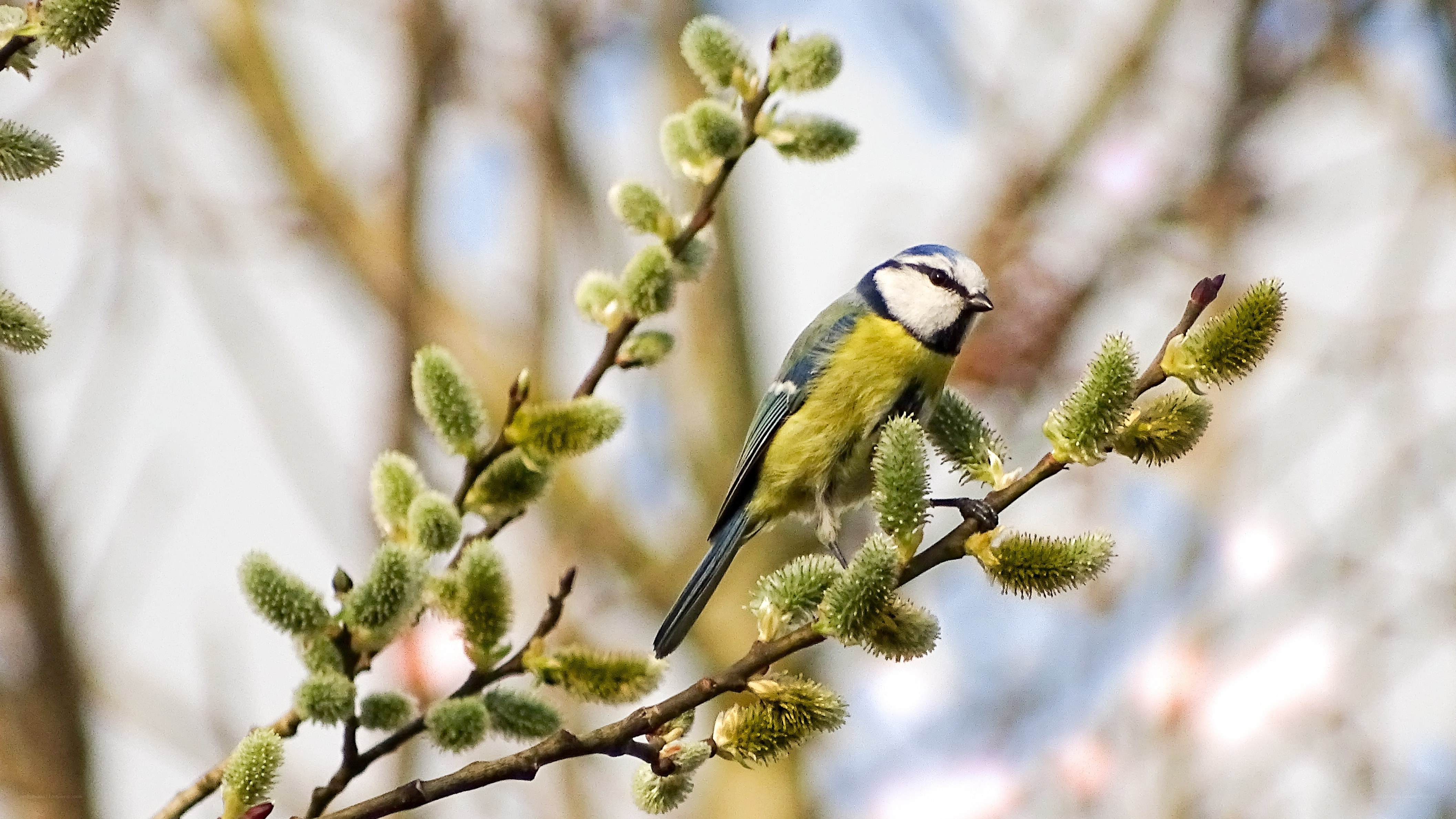 blue tit on a branch