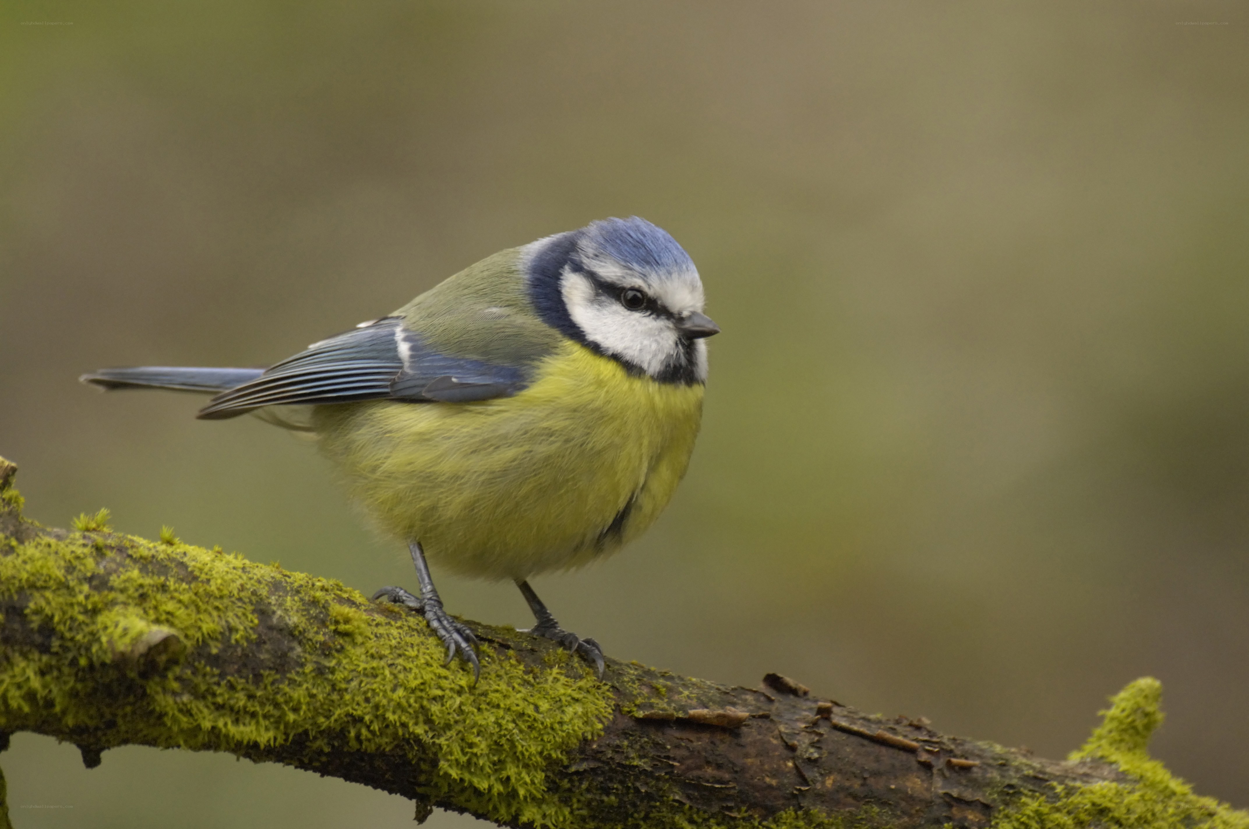 blue tit on a mossy branch