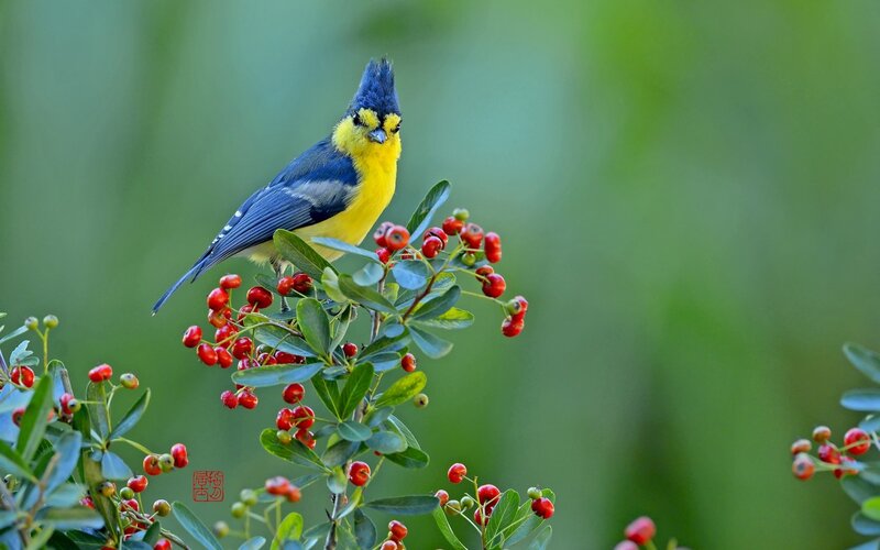 Blue Tit on Berries