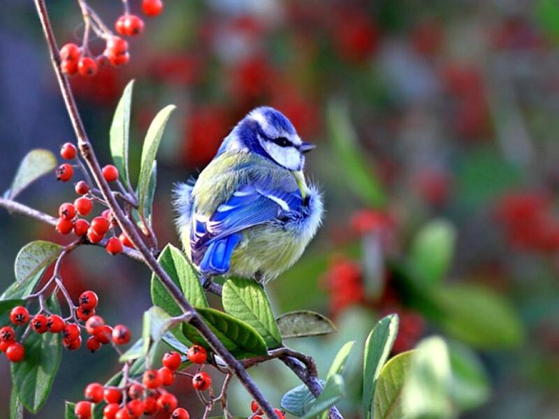 Blue Tit on Berry Branch — Calm