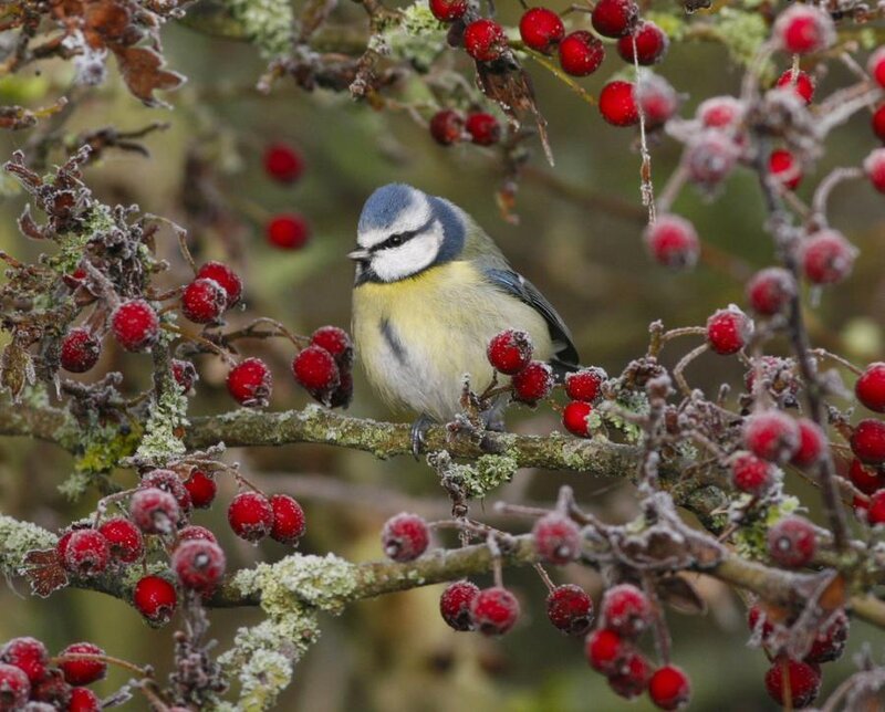 Blue Tit on Berry Branch — Red, Calm