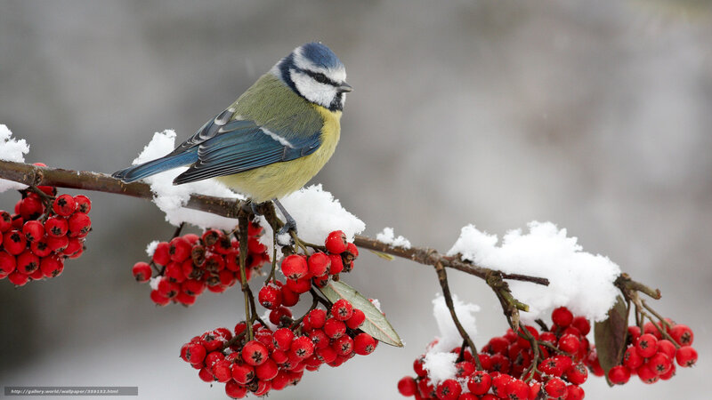 Blue Tit on Berry Branch — Red, Calm, Winter, Photograph, Berries