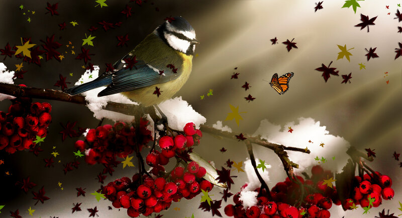 Blue Tit on Berry Branch — Red, Serene