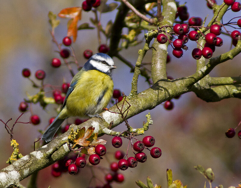 Blue Tit on Berry Branch