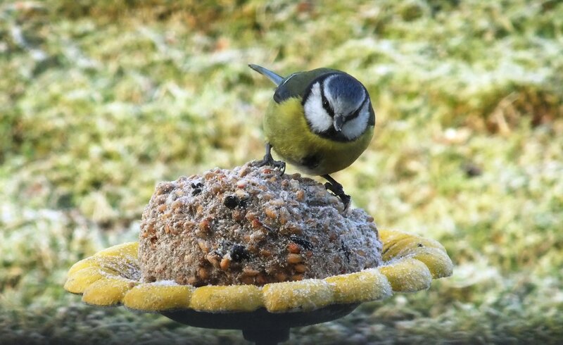 Blue Tit on Bird Feeder