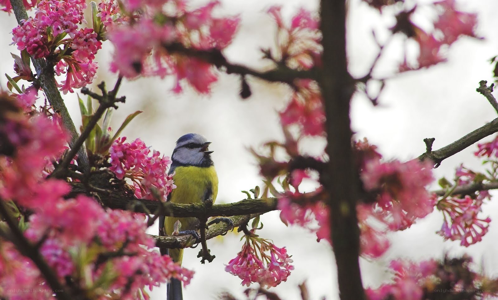 Blue tit on blooming branch