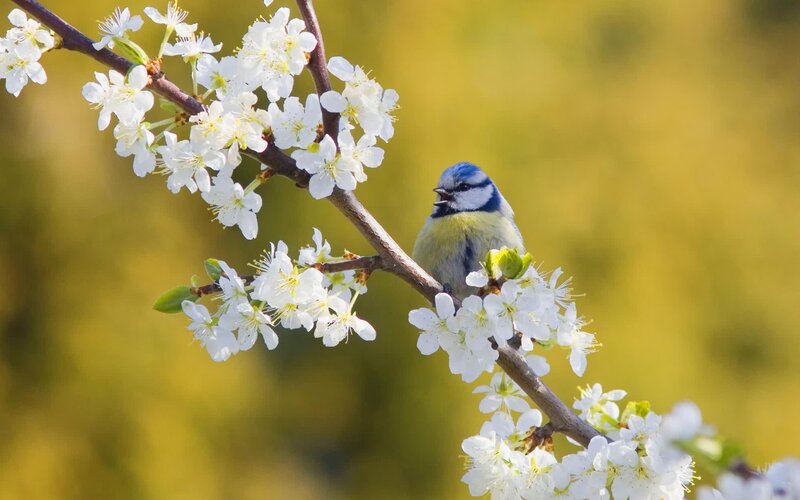 Blue Tit on Blossom Branch