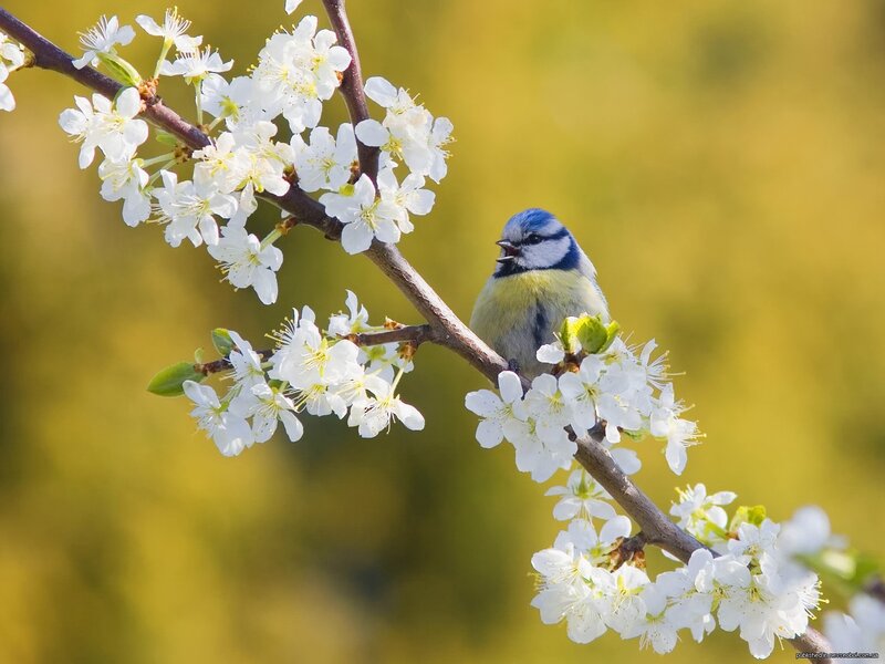 Blue Tit on Blossom Branch — White, Serene
