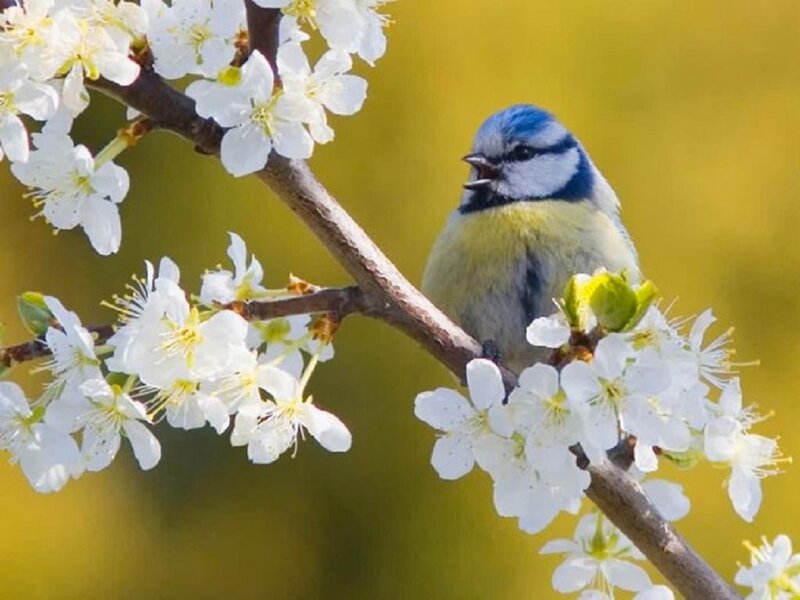 Blue Tit on Blossom Branch — White