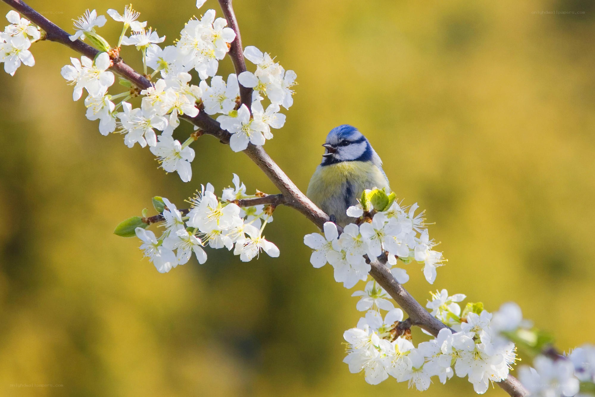 Blue tit on blossoming branch