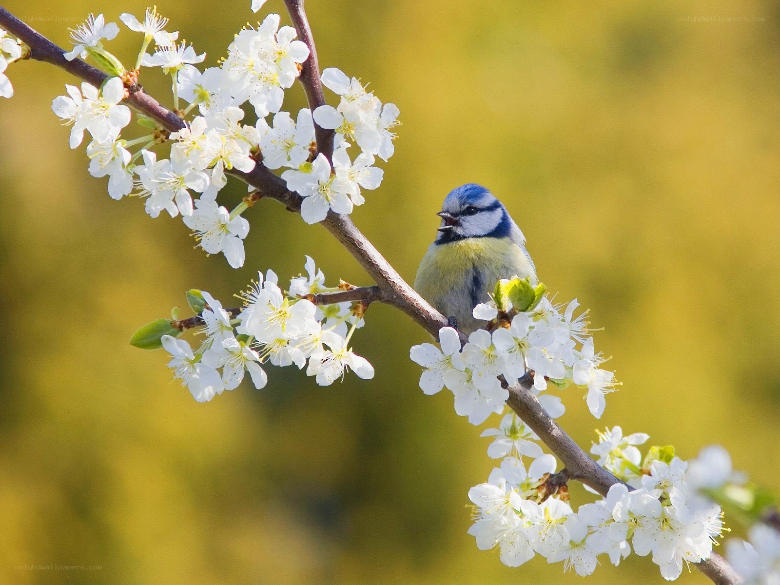 Blue tit on blossoming branch