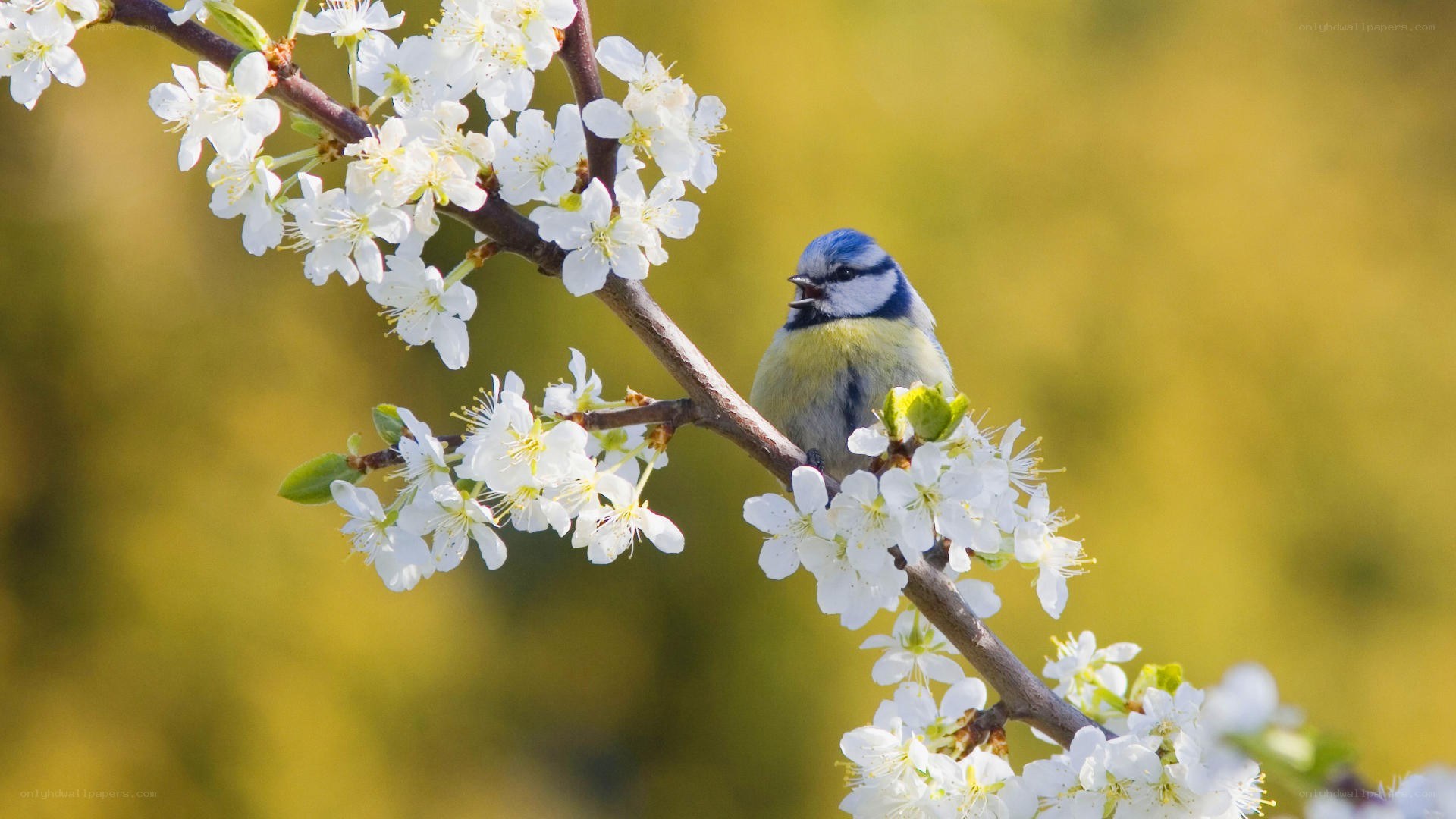 Blue tit on blossoming branch