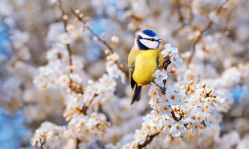 Blue Tit on Blossoms